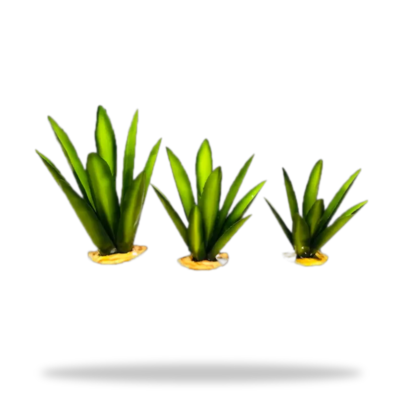Agaves de laton — vista 2 de 2